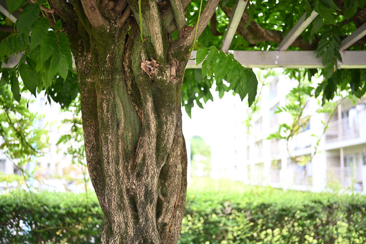 Voigtlander（フォクトレンダー） APO-LANTHAR 35mm F2 Aspherical ニコンZマウント フリンジ作例