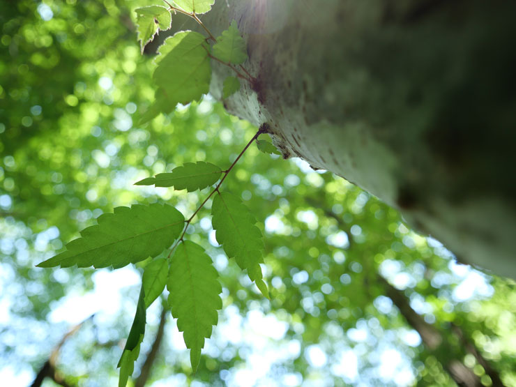 Panasonic（パナソニック） LEICA DG SUMMILUX 9mm / F1.7 ASPH. 作例7