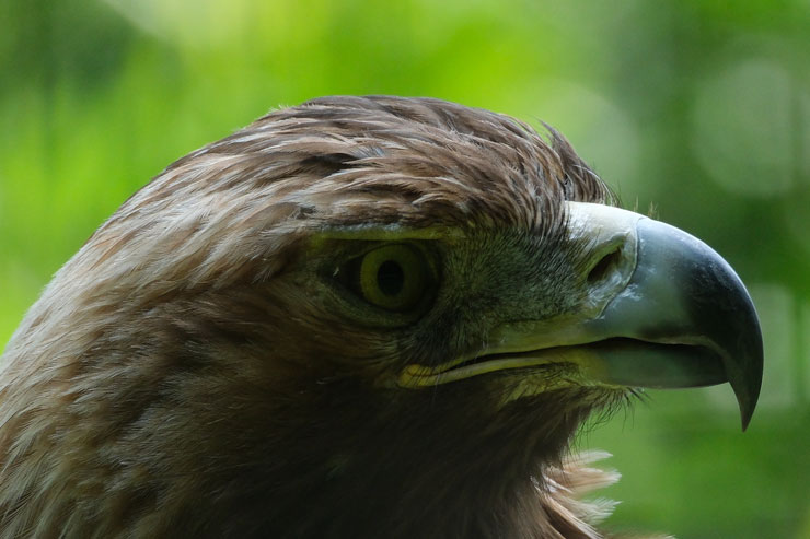 FUJIFILM（富士フイルム） X-H2S 解像感作例拡大