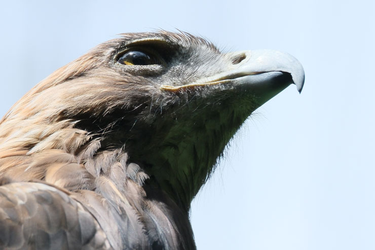FUJIFILM（富士フイルム）XF150-600mmF5.6-8 R LM OIS WR フリンジ作例