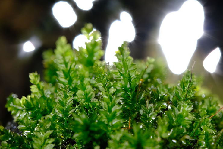 Voigtlander（フォクトレンダー）MACRO APO-ULTRON 35mm F2 X-mount マクロ時解像感作例拡大