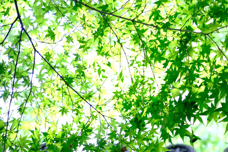 Voigtlander（フォクトレンダー）MACRO APO-ULTRON 35mm F2 X-mount 周辺部画質作例拡大