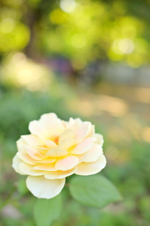 Nikon（ニコン）Z 30 作例3