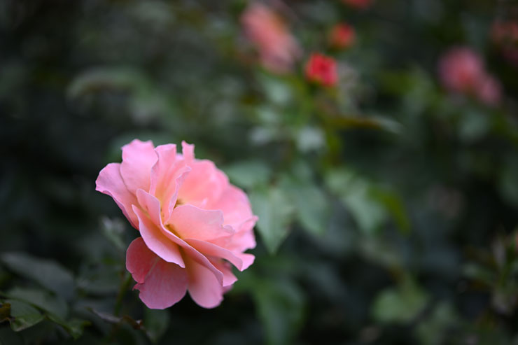 Voigtländer（フォクトレンダー）APO-LANTHAR（アポランター） 50mm F2 Aspherical Z-mount 作例3