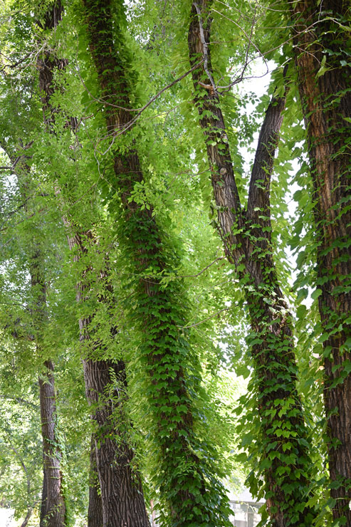 Voigtländer（フォクトレンダー）APO-LANTHAR（アポランター） 50mm F2 Aspherical Z-mount 作例7