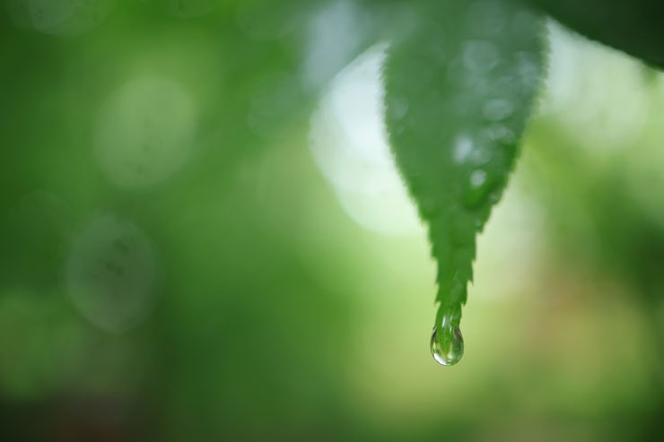 Canon（キヤノン）RF24mm F1.8 MACRO IS STM 作例2