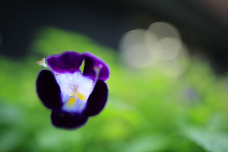 Canon（キヤノン）RF24mm F1.8 MACRO IS STM 作例4