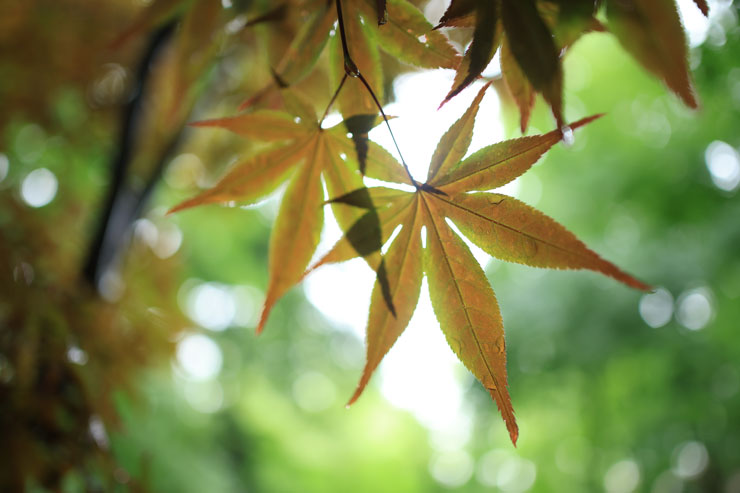 Canon（キヤノン）RF24mm F1.8 MACRO IS STM 作例6