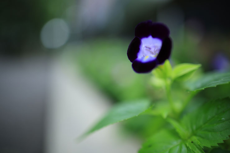 Canon（キヤノン）RF24mm F1.8 MACRO IS STM 作例7