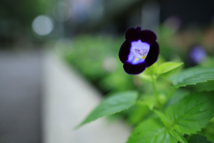 Canon（キヤノン）RF24mm F1.8 MACRO IS STM 作例8