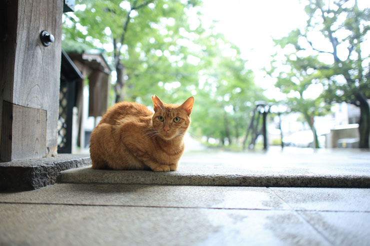 Canon（キヤノン）RF24mm F1.8 MACRO IS STM 作例9