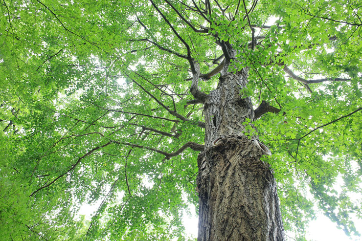 Canon（キヤノン）RF24mm F1.8 MACRO IS STM 作例10