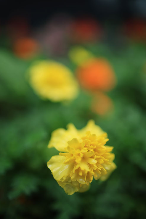 Canon（キヤノン）RF24mm F1.8 MACRO IS STM 作例12