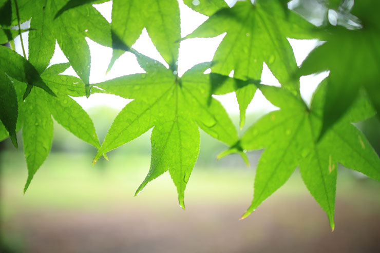 Canon（キヤノン）RF24mm F1.8 MACRO IS STM 作例13