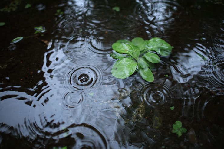 Canon（キヤノン）RF24mm F1.8 MACRO IS STM 作例14