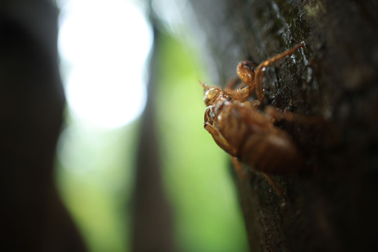 Canon（キヤノン）RF24mm F1.8 MACRO IS STM 作例1