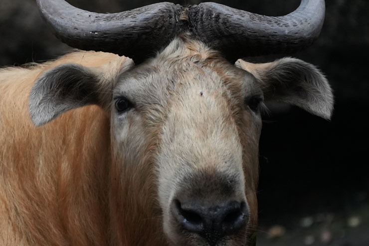 TAMRON（タムロン）50-400mm F/4.5-6.3 Di III VC VXD 解像感作例拡大