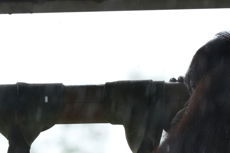 TAMRON（タムロン）50-400mm F/4.5-6.3 Di III VC VXD フリンジ作例拡大