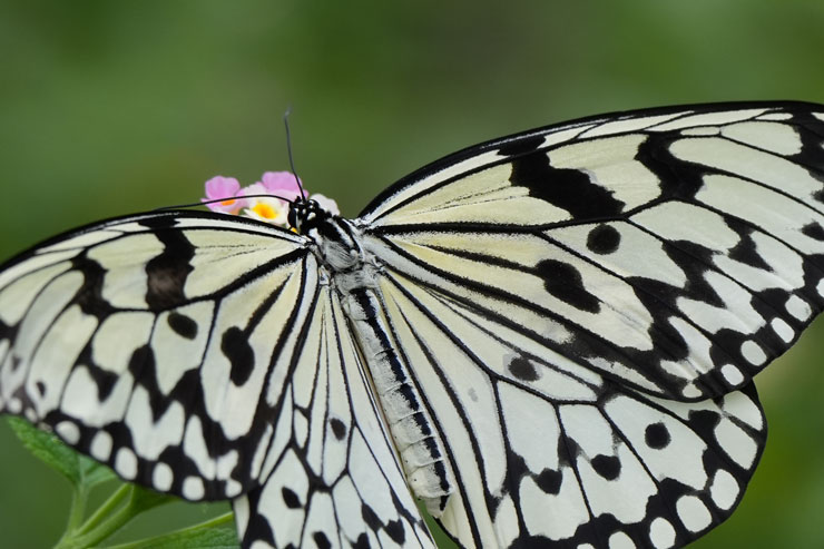 TAMRON（タムロン）50-400mm F/4.5-6.3 Di III VC VXD 近接時解像感作例拡大