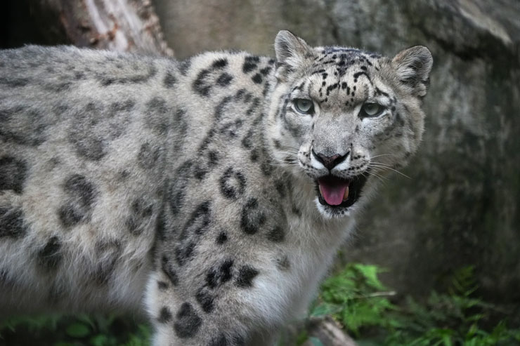 TAMRON 50-400mm F/4.5-6.3 Di III VC VXD 実写レビュー一覧用画像