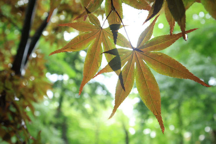 Canon（キヤノン）RF15-30mm F4.5-6.3 IS STM 作例6