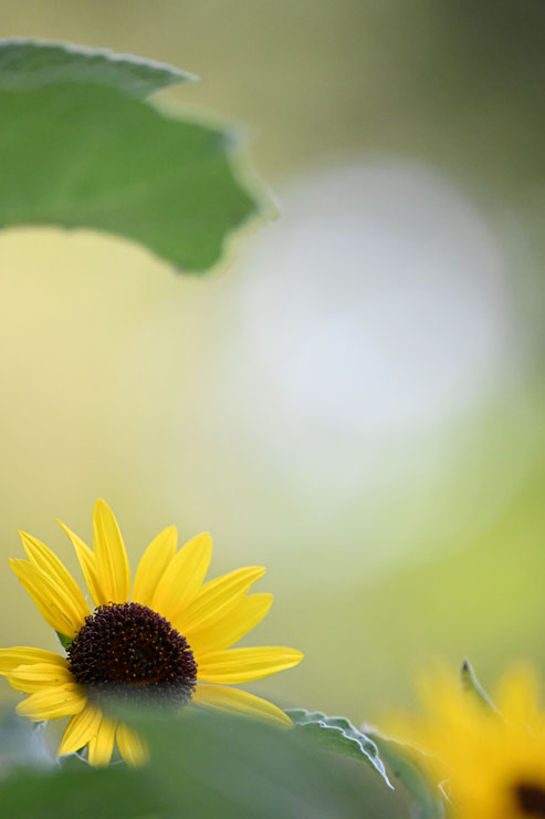 Nikon（ニコン）NIKKOR Z 400mm F/4.5 VR S 作例9