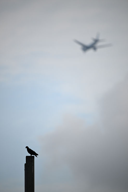 Nikon（ニコン）NIKKOR Z 400mm F/4.5 VR S 作例12