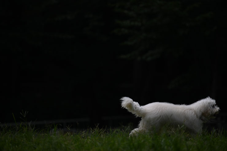 Nikon（ニコン）NIKKOR Z 400mm F/4.5 VR S 作例14