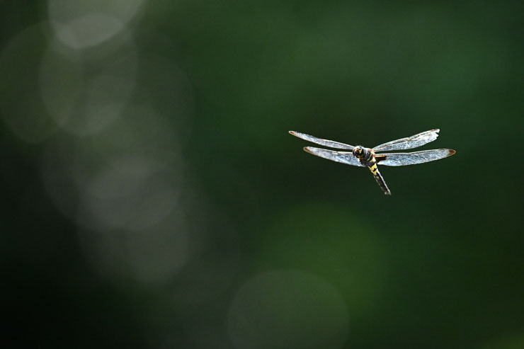 Nikon（ニコン）NIKKOR Z 400mm F/4.5 VR S 作例1