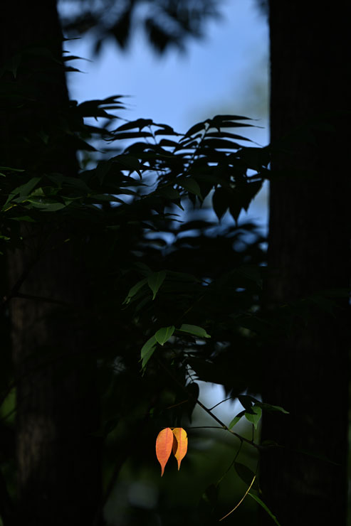 Nikon（ニコン）NIKKOR Z 400mm F/4.5 VR S 作例3