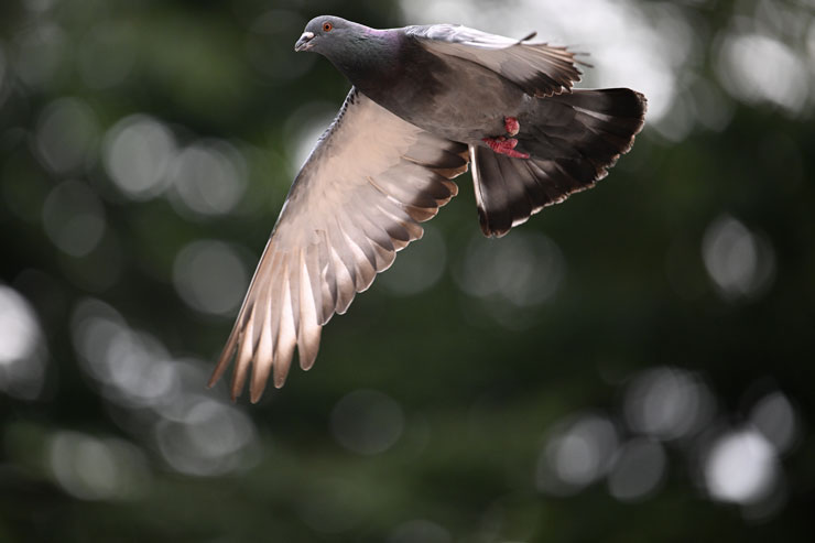 Nikon（ニコン）NIKKOR Z 400mm F/4.5 VR S 作例5