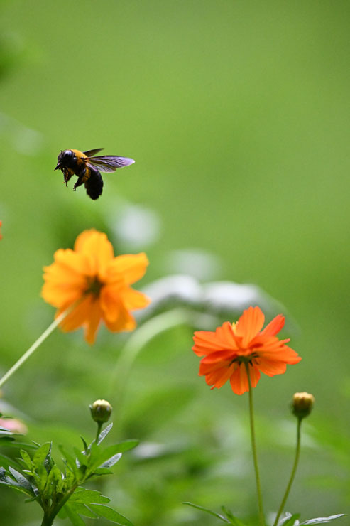 Nikon（ニコン）NIKKOR Z 400mm F/4.5 VR S 作例8