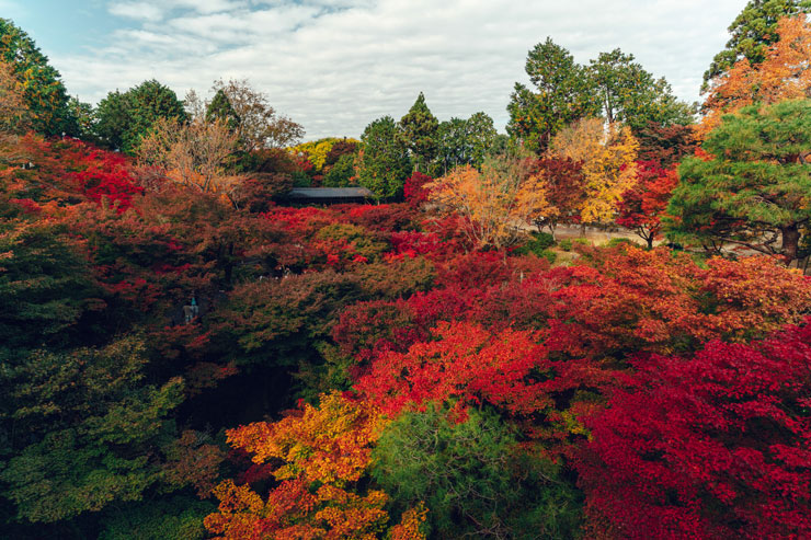 紅葉の撮り方 作例2