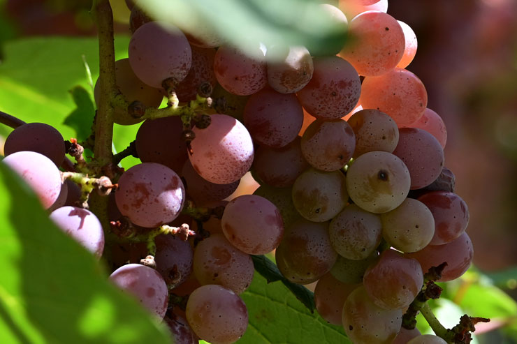 TAMRON（タムロン）70-300mm F/4.5-6.3 Di III RXD A047 ニコンZ用 解像感作例拡大画像