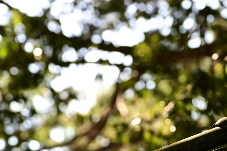 TAMRON（タムロン）70-300mm F/4.5-6.3 Di III RXD A047 ニコンZ用 フリンジ作例拡大画像