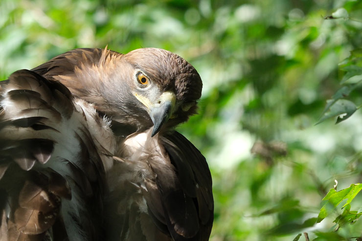 TAMRON（タムロン）150-500mm F/5-6.7 Di III VC VXD FUJIFILM Xマウント用 解像感作例拡大