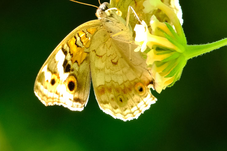 TAMRON（タムロン）150-500mm F/5-6.7 Di III VC VXD FUJIFILM Xマウント用 フリンジ作例拡大