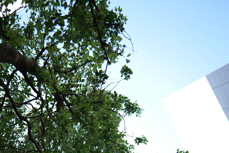 Panasonic（パナソニック）LUMIX S 18mm F1.8 S フリンジ作例拡大