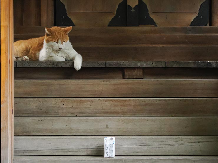 ISO10000で撮影した猫の画像