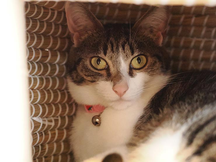 ISO25600で撮影した猫の画像