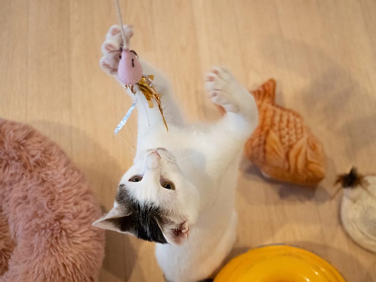 プロキャプチャーモードで撮影した猫の画像
