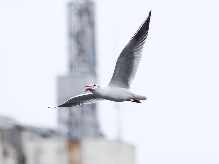 鳥AF-連写連写を使用したカモメの画像