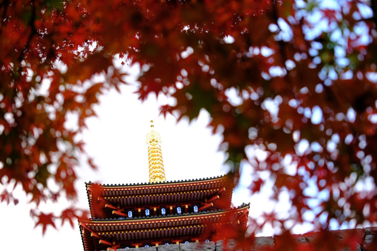 SIGMA 18-50mm F2.8 DC DN | Contemporary 富士フイルムX 実写レビュー一覧用画像