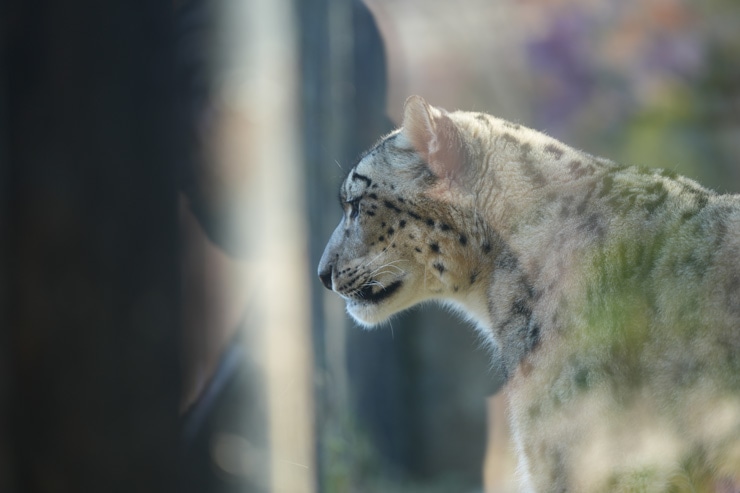 SIGMA 70-200mm F2.8 DG DN OS | Sports 実写レビュー一覧用画像