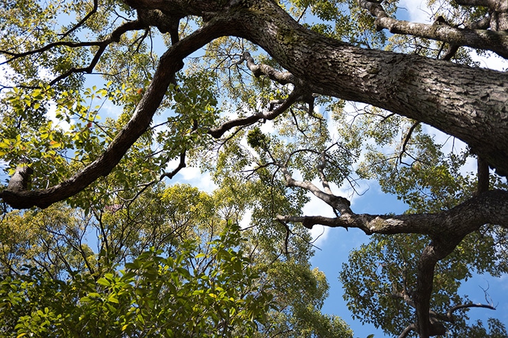 Voigtlander COLOR-SKOPAR 18mm F2.8 Aspherical  X-mount　実写レビュー一覧用画像