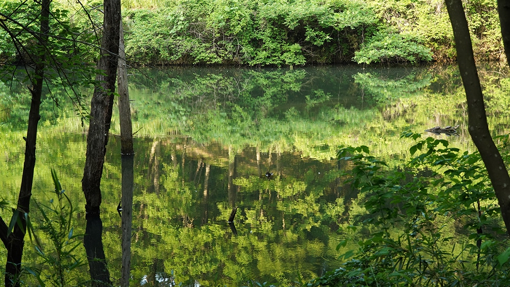 単焦点レンズで撮影した風景