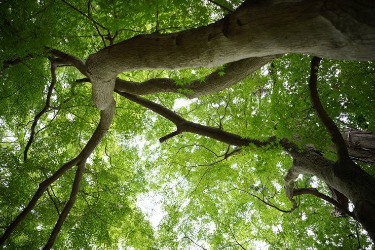 24mm F3.5 DG DN | Contemporaryで撮影した森の画像