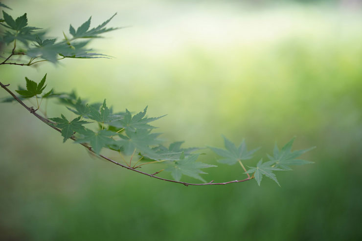 65mm F2 DG DN | Contemporaryで撮影した植物の画像