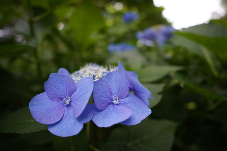 24mm F3.5 DG DN | Contemporaryで撮影したアジサイの近景画像