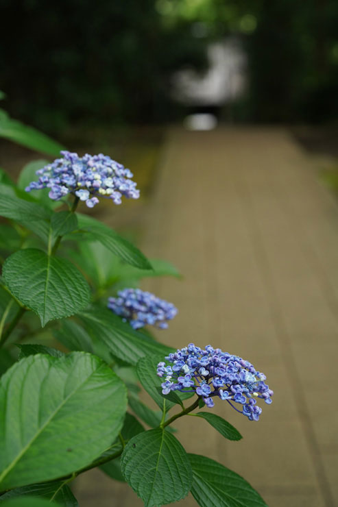 24mm F3.5 DG DN | Contemporaryで撮影したアジサイの画像